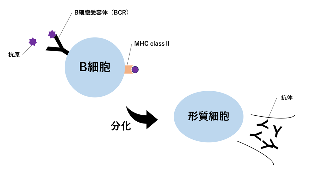 臨床検査技師国家試験対策 免疫検査学 B細胞のイメージ
